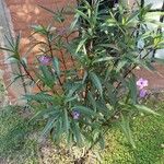 Ruellia caroliniensis Flower