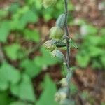 Epipactis microphylla Çiçek