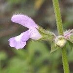 Salvia somalensisFlor