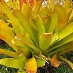 Aechmea blanchetiana Leaf