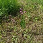 Lilium martagonBlad