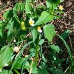 Galinsoga quadriradiataFlower