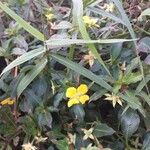 Ludwigia alternifolia Flor