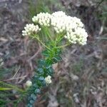 Ozothamnus diosmifolius Квітка