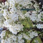 Exochorda racemosaফুল