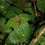 Lamium maculatum Blad