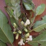 Symplocos guianensis 其他