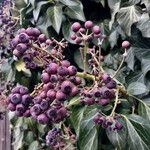 Hedera helix Fruit