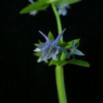 Halenia elliptica Flower