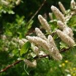 Salix hastata Flower