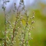 Artemisia campestris برگ