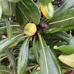 Pittosporum tobira Frucht