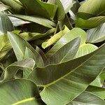 Philodendron davidsonii Blad