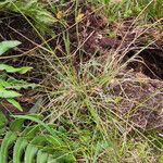 Carex fuscula आदत