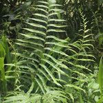 Thelypteris interrupta Vivejo