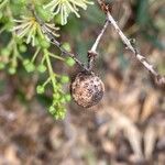 Boscia mossambicensis Gyümölcs