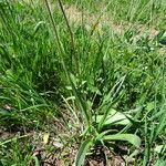 Plantago atrata Habitus