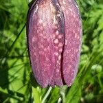 Fritillaria tubaeformis Õis