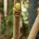 Morus rubra Feuille