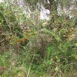 Pyracantha coccinea Bark