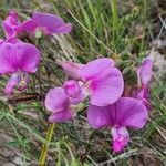 Lathyrus latifoliusFlower