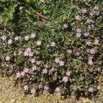 Spergularia rubra Hábito