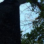 Ceiba insignis Φλοιός