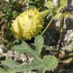 Cucumis anguria Flower