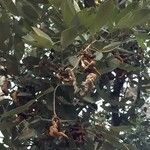 Albizia versicolor Fruit