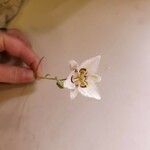 Calochortus lyallii Flor