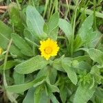 Calendula arvensisBloem