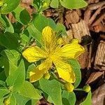 Hypericum bupleuroides Flower