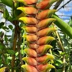 Heliconia rostrata Owoc