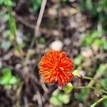 Emilia coccinea Flower