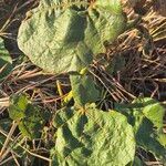 Dombeya rotundifolia Листок