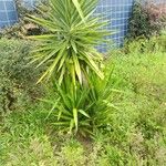 Yucca aloifolia Folha