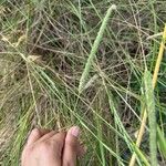 Phleum phleoides পাতা