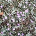 Spergularia rubra Habitus