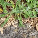 Biscutella laevigata Leaf