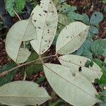 Anthonotha macrophylla Leaf