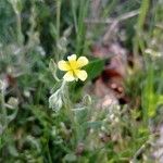 Helianthemum salicifolium പുഷ്പം