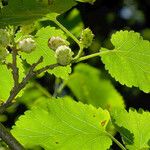 Morus alba Hoja