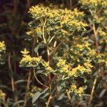 Euphorbia bivonae Цвят
