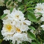 Rosa moschata ᱵᱟᱦᱟ