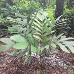 Sclerosperma mannii Blatt