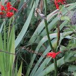 Crocosmia paniculata عادت داشتن