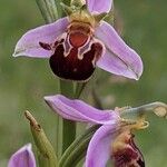 Ophrys apifera Blüte