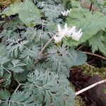 Dicentra cucullaria Цветок