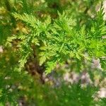 Artemisia annua Blatt