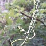 Cassytha filiformis 花